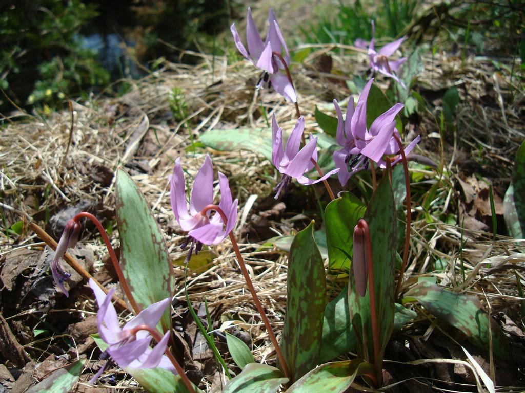 Togakushi- Kogen Minshuku Rindo Hotel Nagano Bagian luar foto